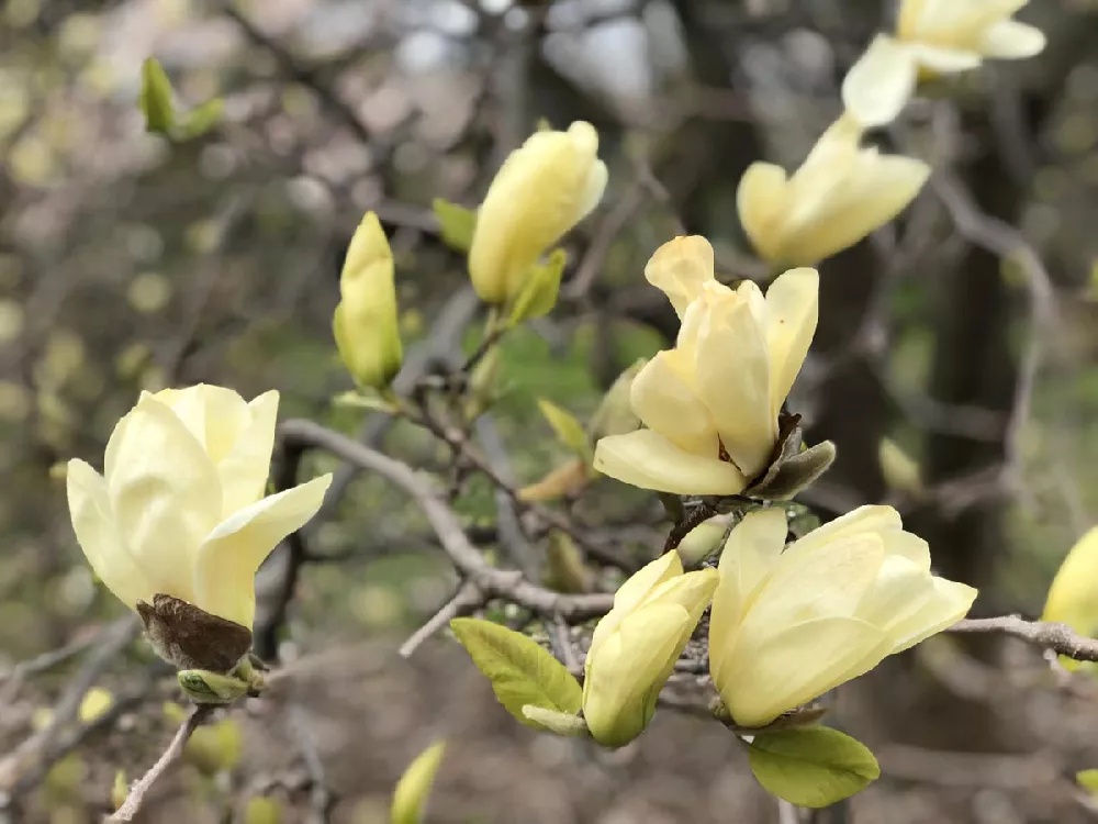 Butterfly Magnolia Tree flowers