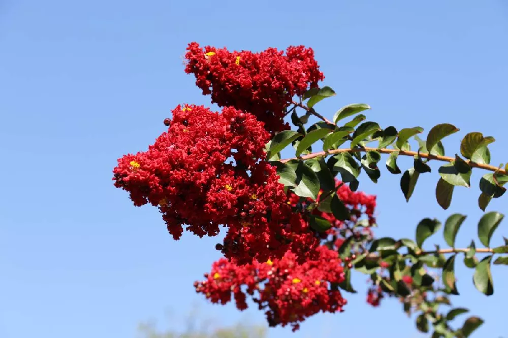 Enduring Summer Crape Myrtle