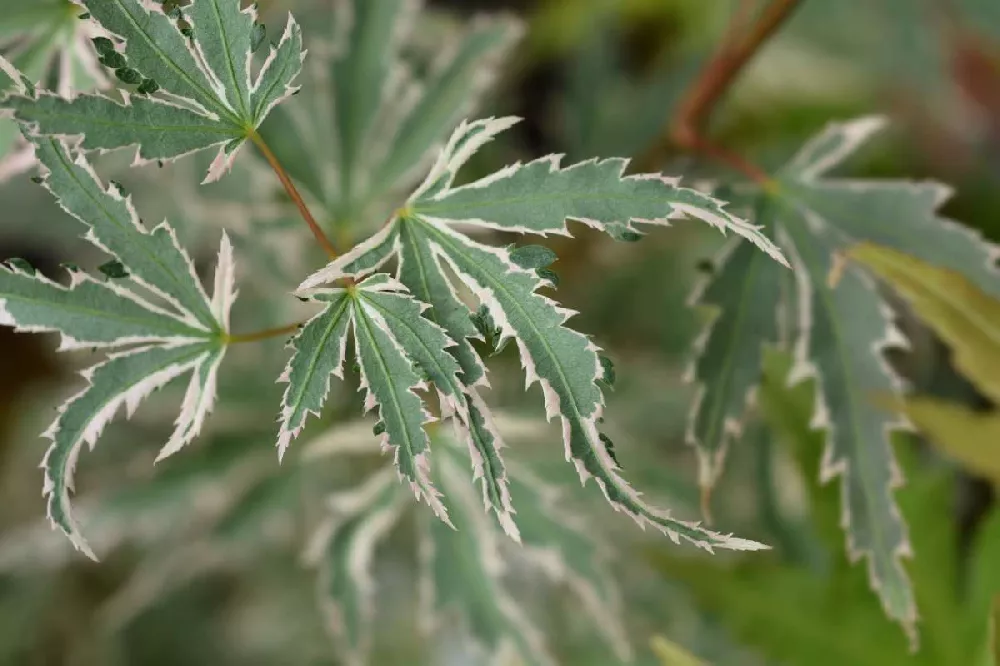 Butterfly Japanese Maple Tree