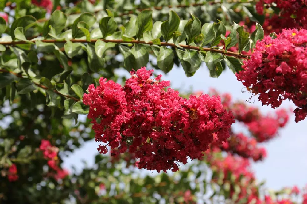 Enduring Summer Crape Myrtle