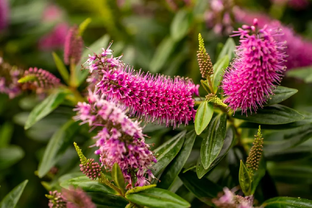 Butterfly Magic™ Butterfly Bush