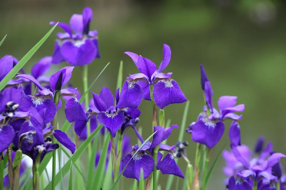 Caesar's Brother Siberian Iris