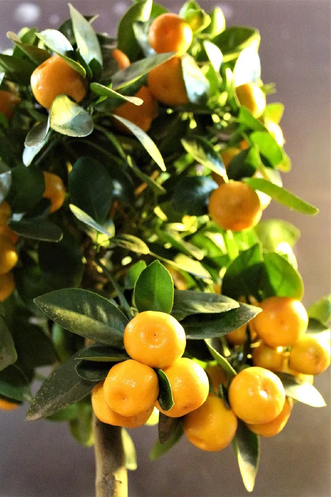 Calamondin Orange tree