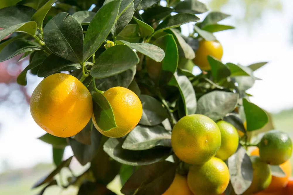 Calamondin Orange tree 2