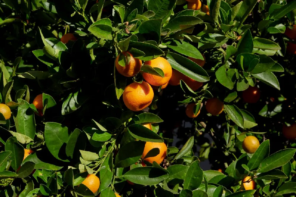 Calamondin Bush