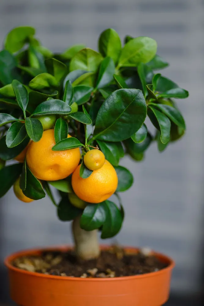 Calamondin Bush