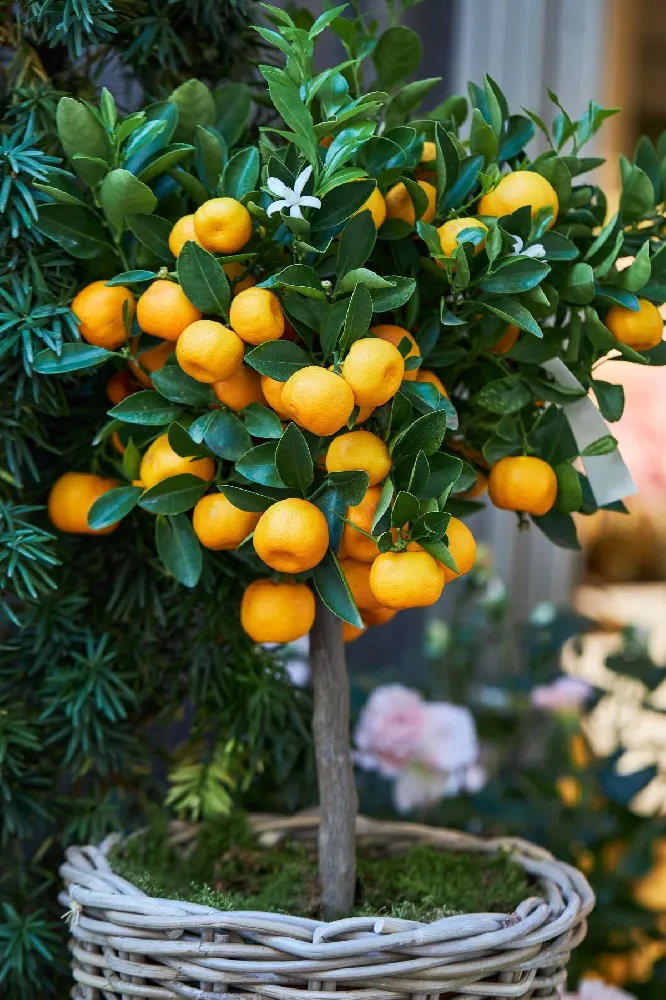 Calamondin Tree