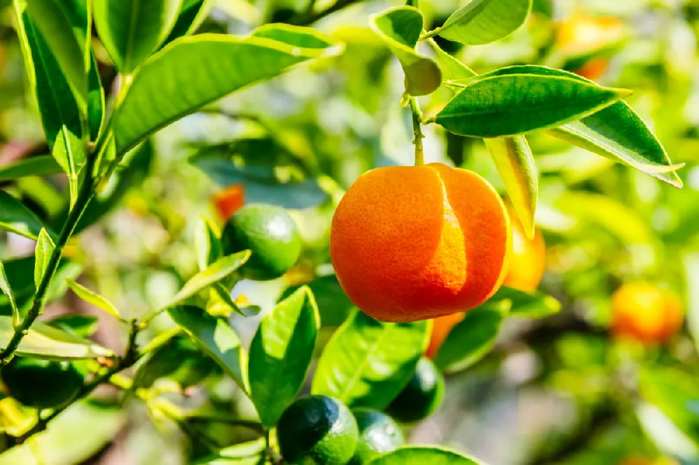 Calamondin Bush