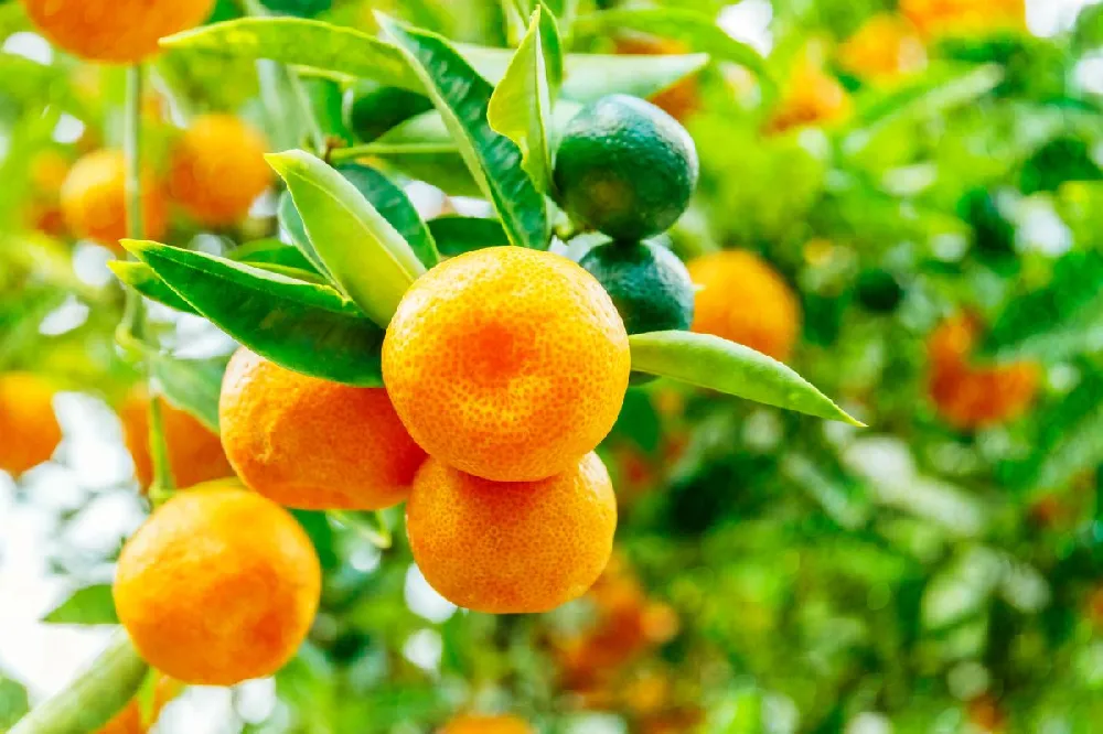 Calamondin Tree