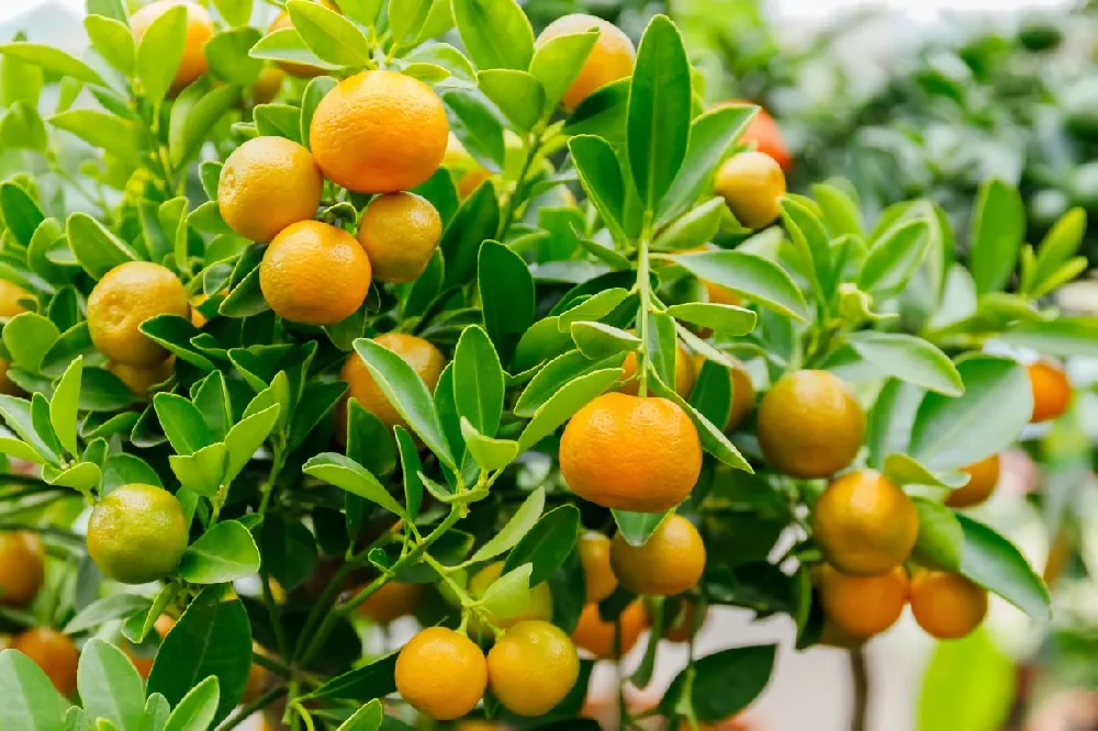 Calamondin Bush