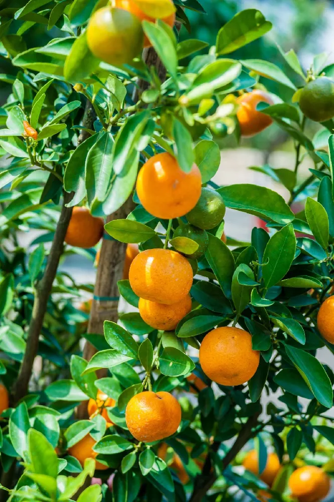 Calamondin Tree