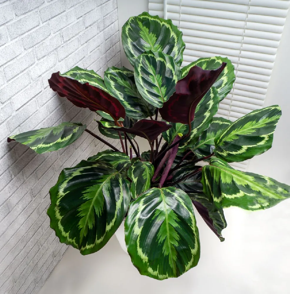 Calathea Medallion