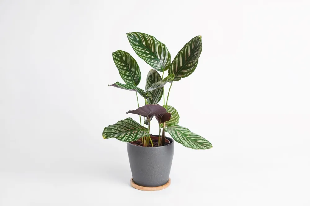 Calathea Ornata