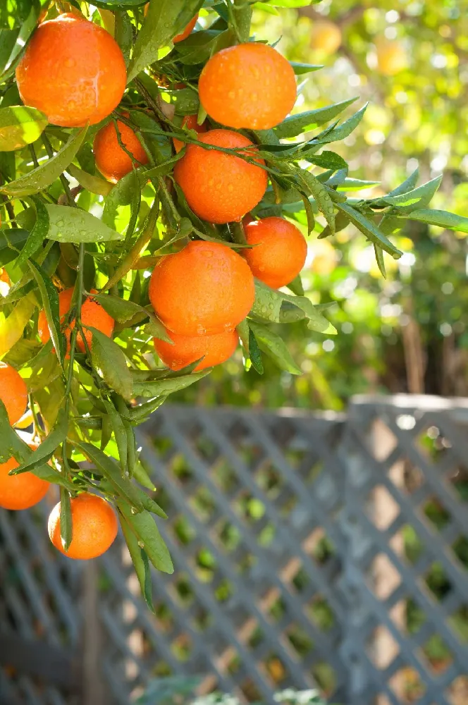 California Honey Mandarin Tree