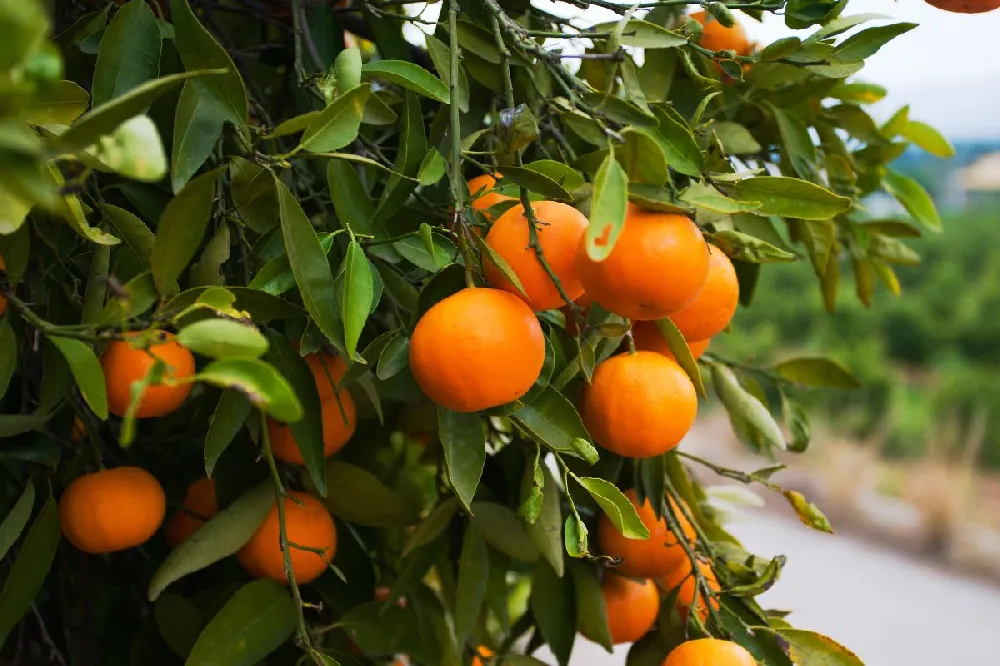 California Honey Mandarin Tree