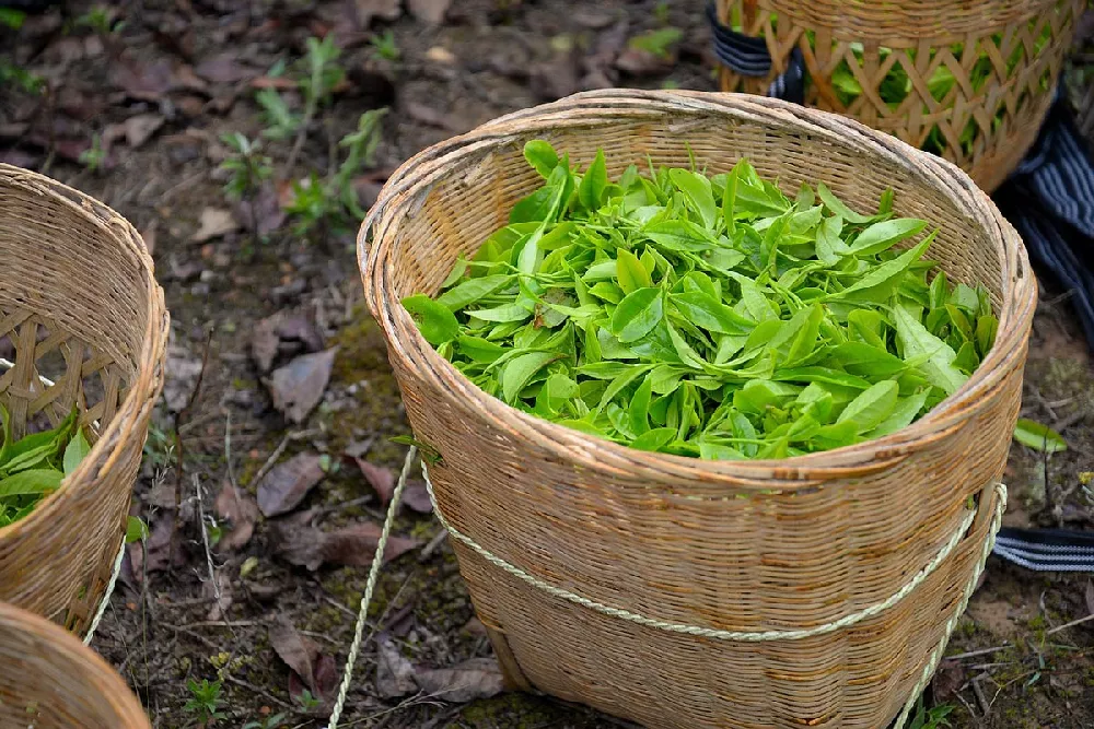 Camellia Sinensis Tea leaves in a basket