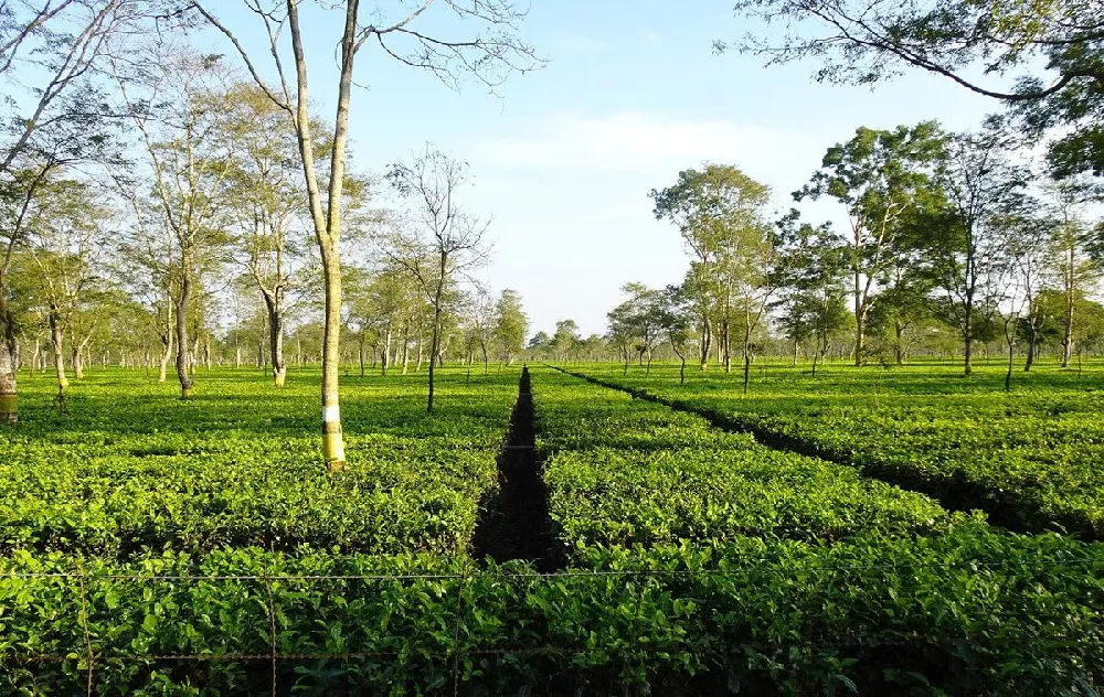 Camellia Sinensis Tea Plants