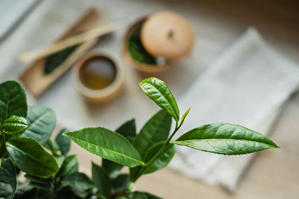 Camellia Sinensis Tea leaves close-up