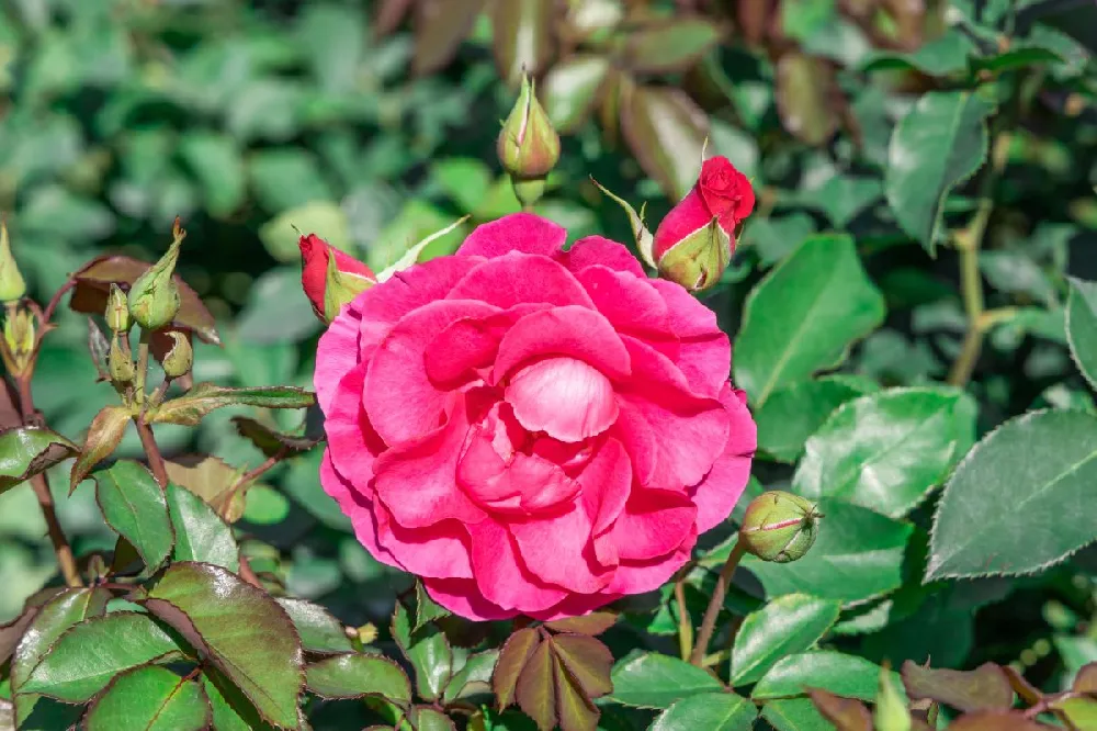 Camellia 'Shi-Shi Gashira' Shrub