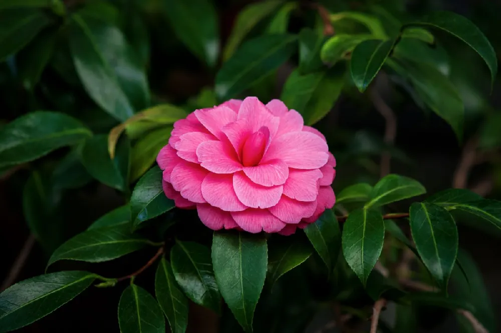 Camellia 'Shi-Shi Gashira' Shrub