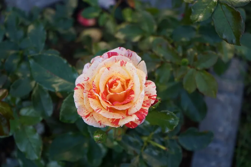 Camille Pissarro™ Rose