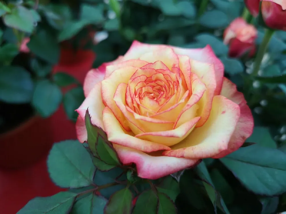 Camille Pissarro™ Rose