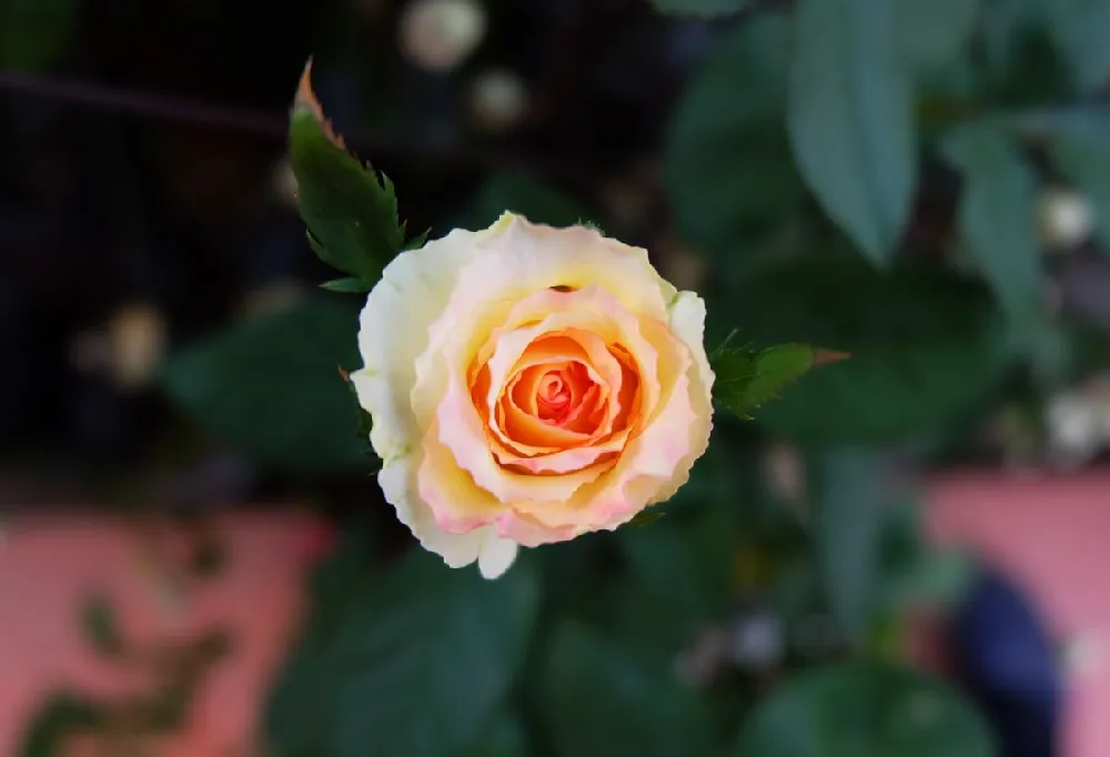 Camille Pissarro™ Rose