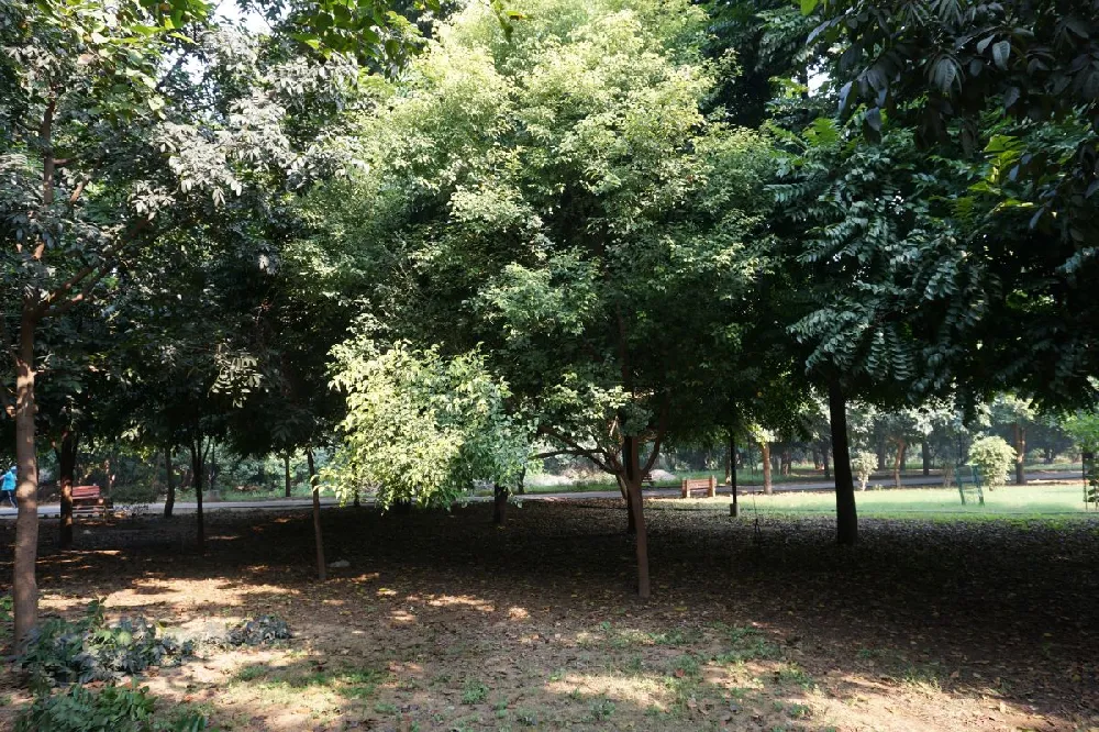 Camphor Laurel Tree
