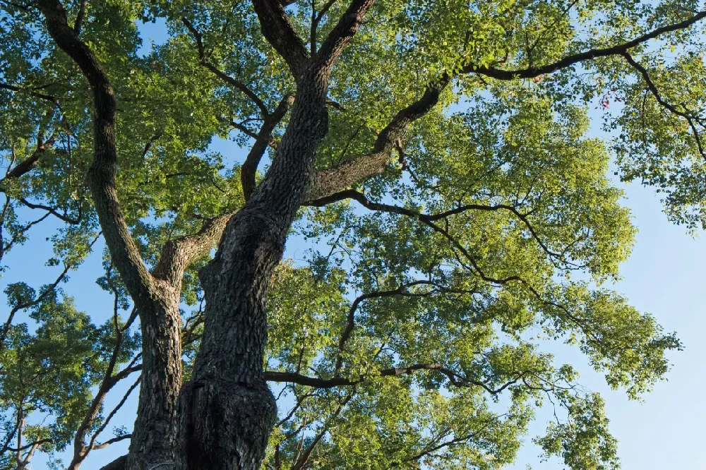 Camphor Laurel Tree