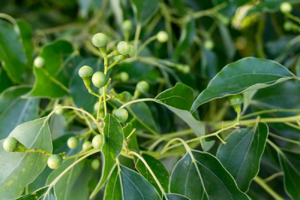 Camphor Laurel Tree