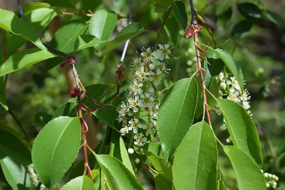 Canada Red Chokecherry