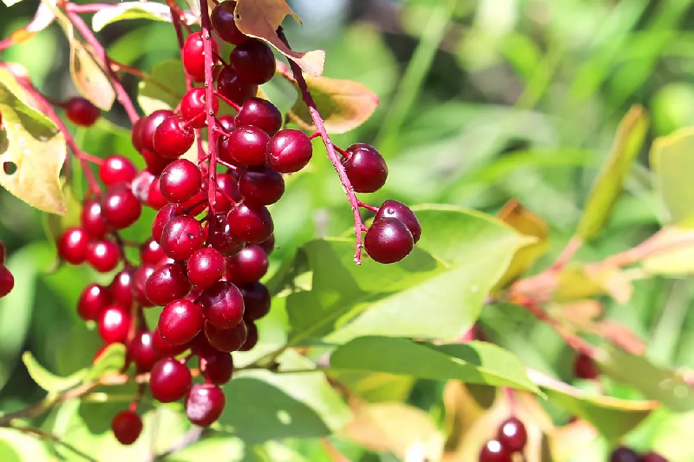 Canada Red Chokecherry