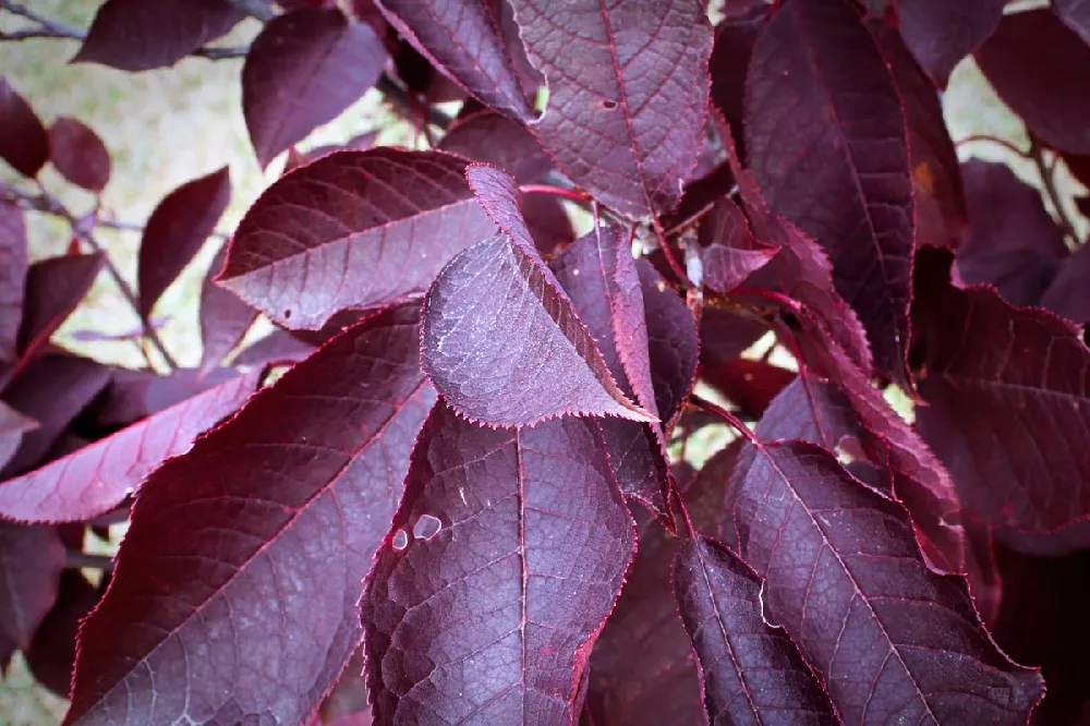 Canada Red Chokecherry