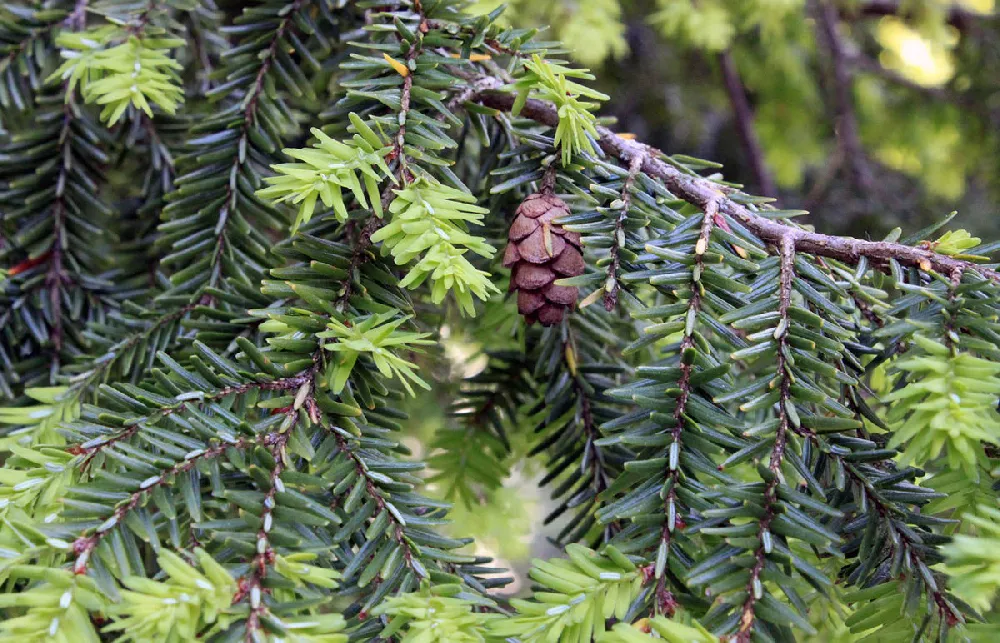    Canadian-Hemlock-1