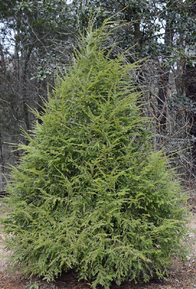 Canadian Hemlock