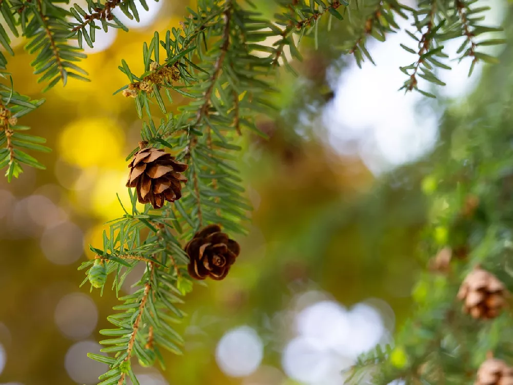 Canadian Hemlock Up close