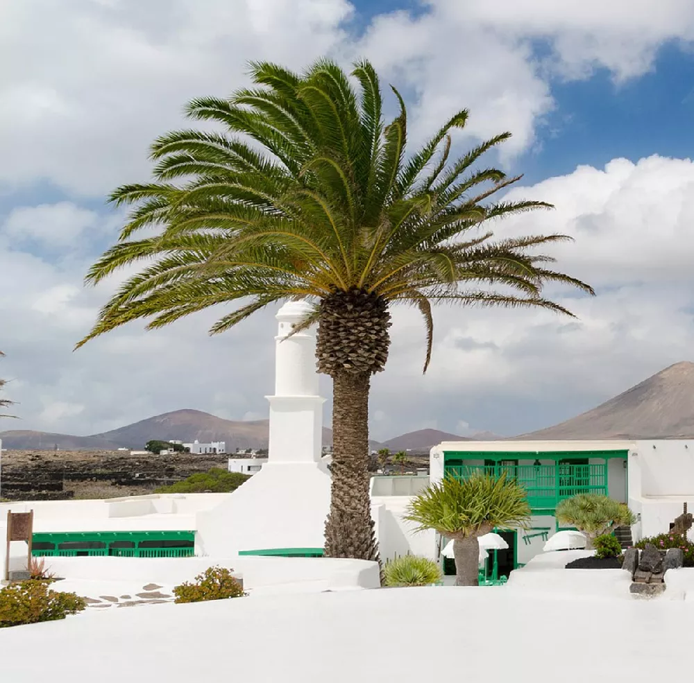 Canary Island Date Palm Tree