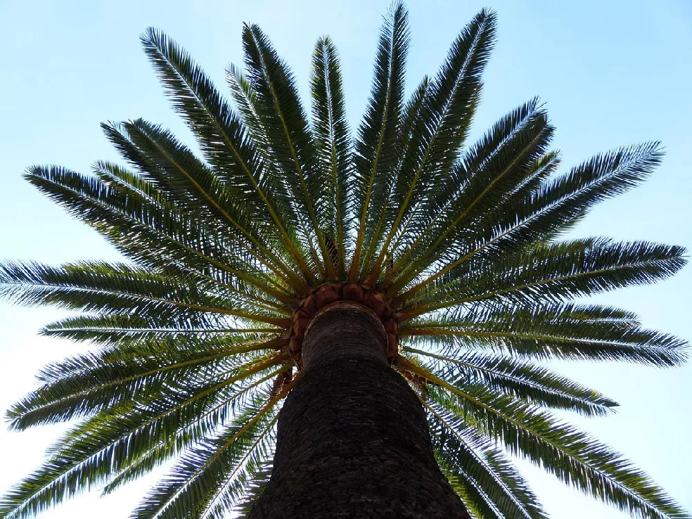 Canary Island Date Palm