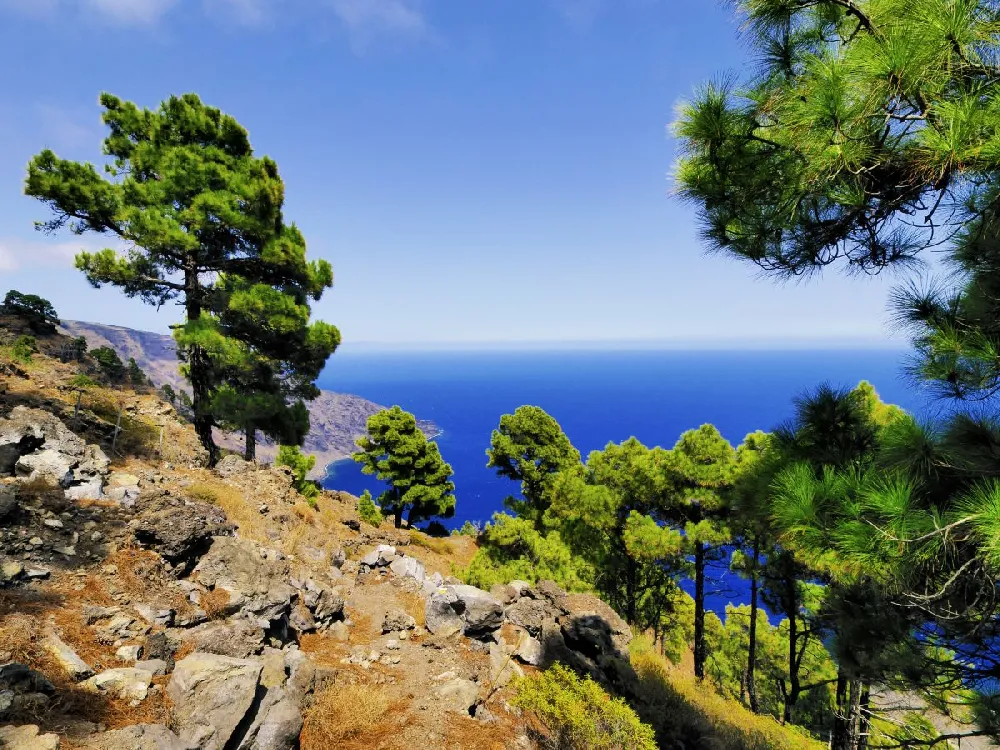 Canary Island Pine Tree