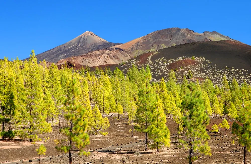 Canary Island Pine Tree