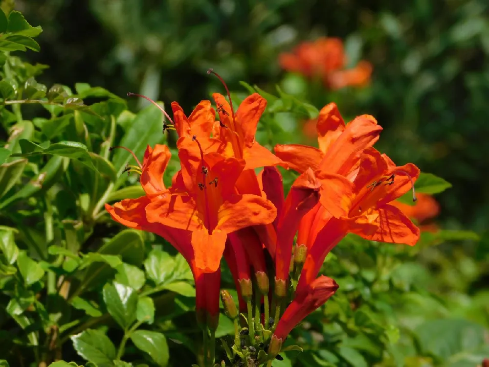 Cape Honeysuckle