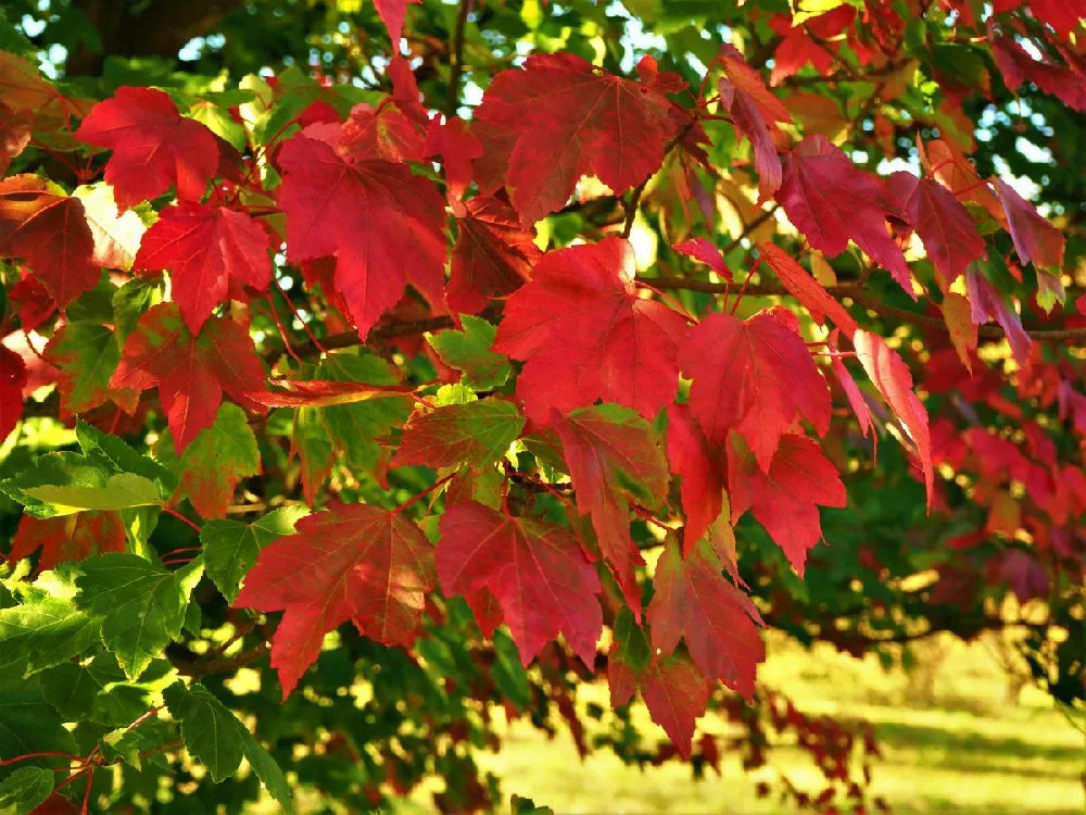 Cardinal Red™ Maple Tree