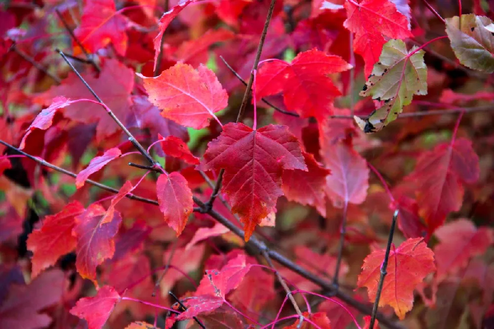 Cardinal Red™ Maple Tree