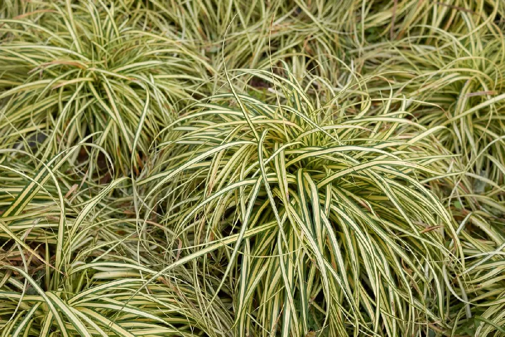 Carex Evergold (Japanese Sedge)