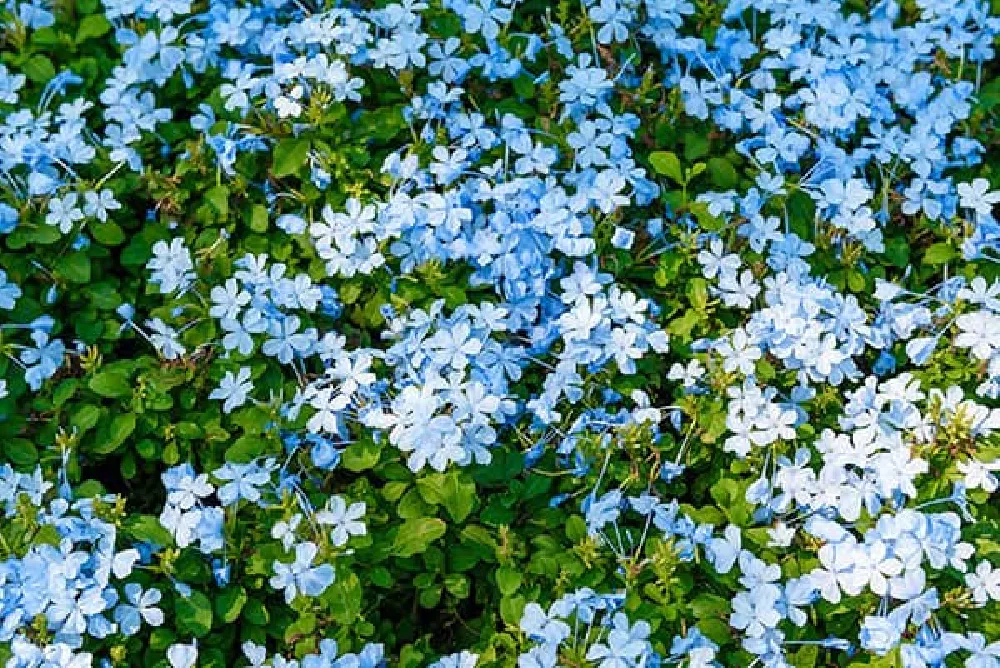 Dark Blue Plumbago flowers