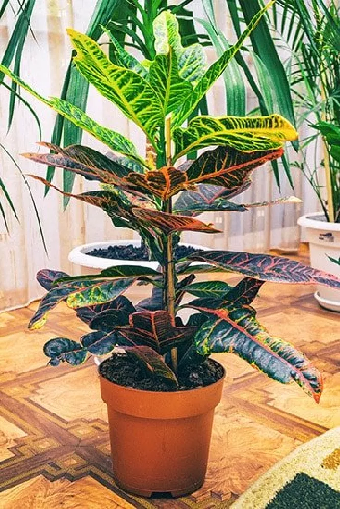 Croton 'Petra' Plant