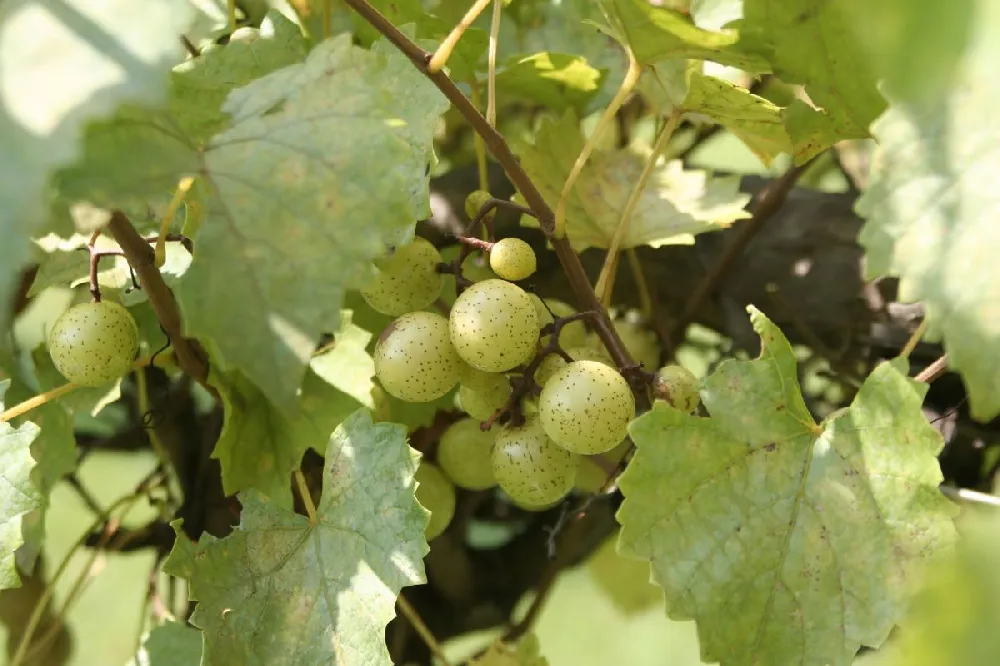 Carlos Muscadine Grape