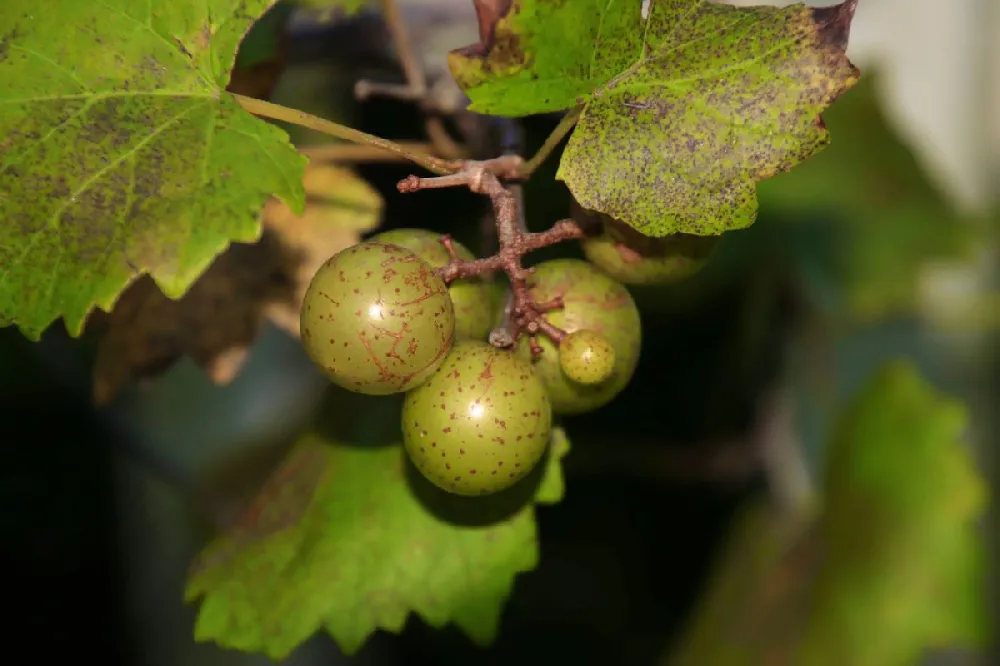 Carlos Muscadine Grape