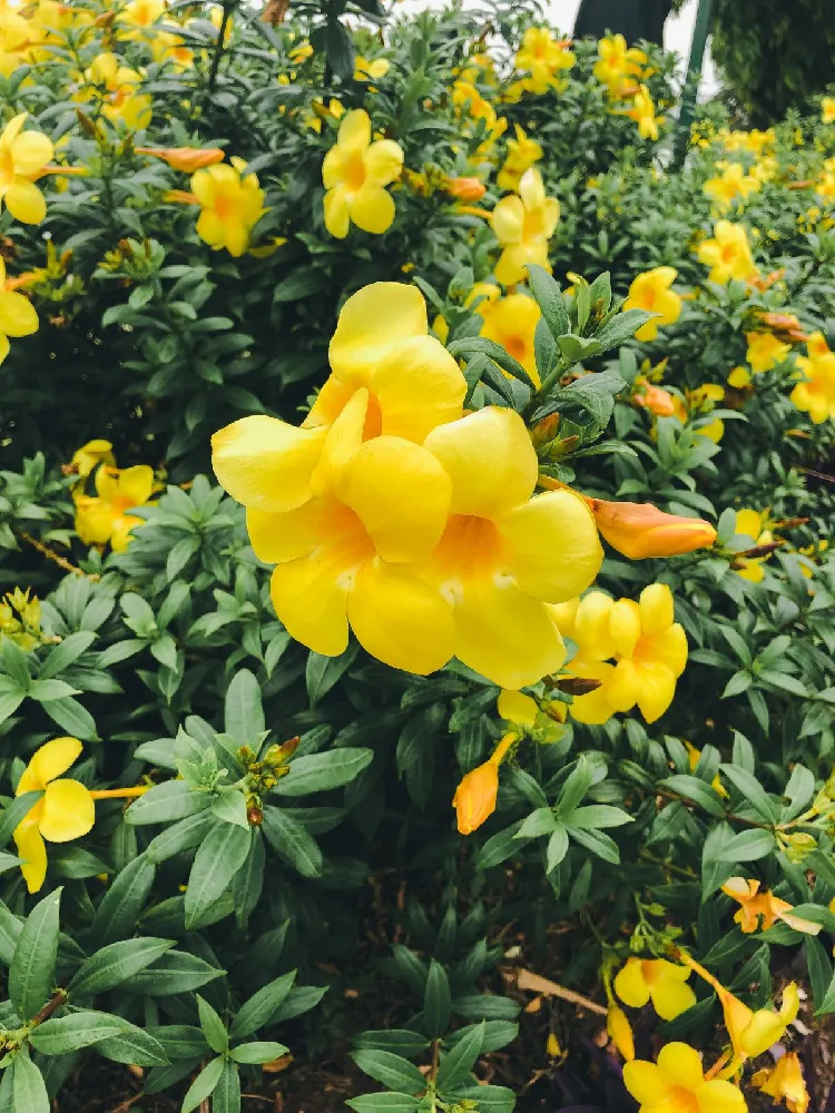 Carolina Jasmine