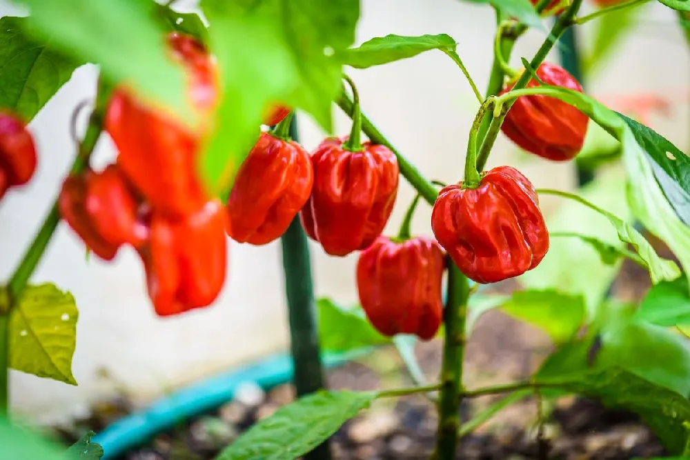 Carolina Reaper Pepper Plant - USDA Organic